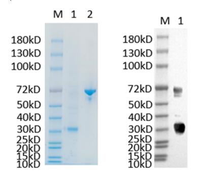 1. CCND3-001HB <br />2. BSA